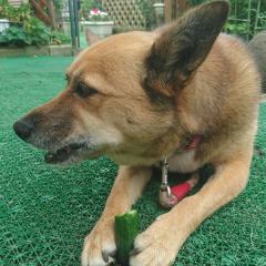 ねこ。(アイコンは犬だけど←)のトーク