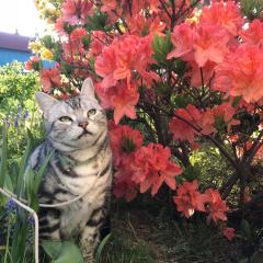 あみそーのトーク