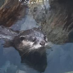 かじゅりん