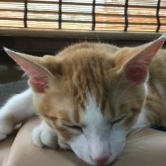 フレアのトーク