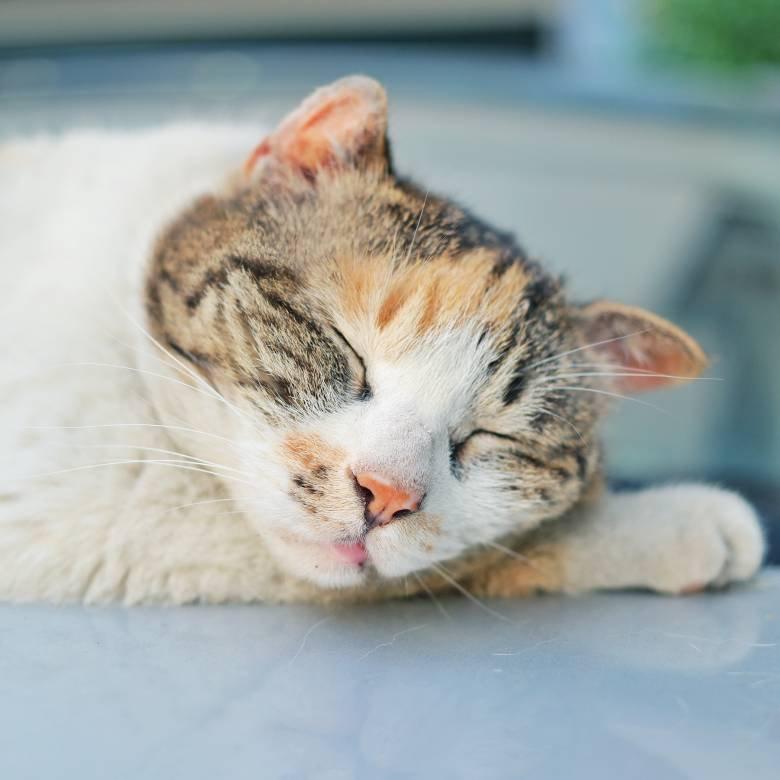 jinjin=진진=ジンジンのトーク