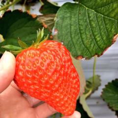 ふうかのトーク