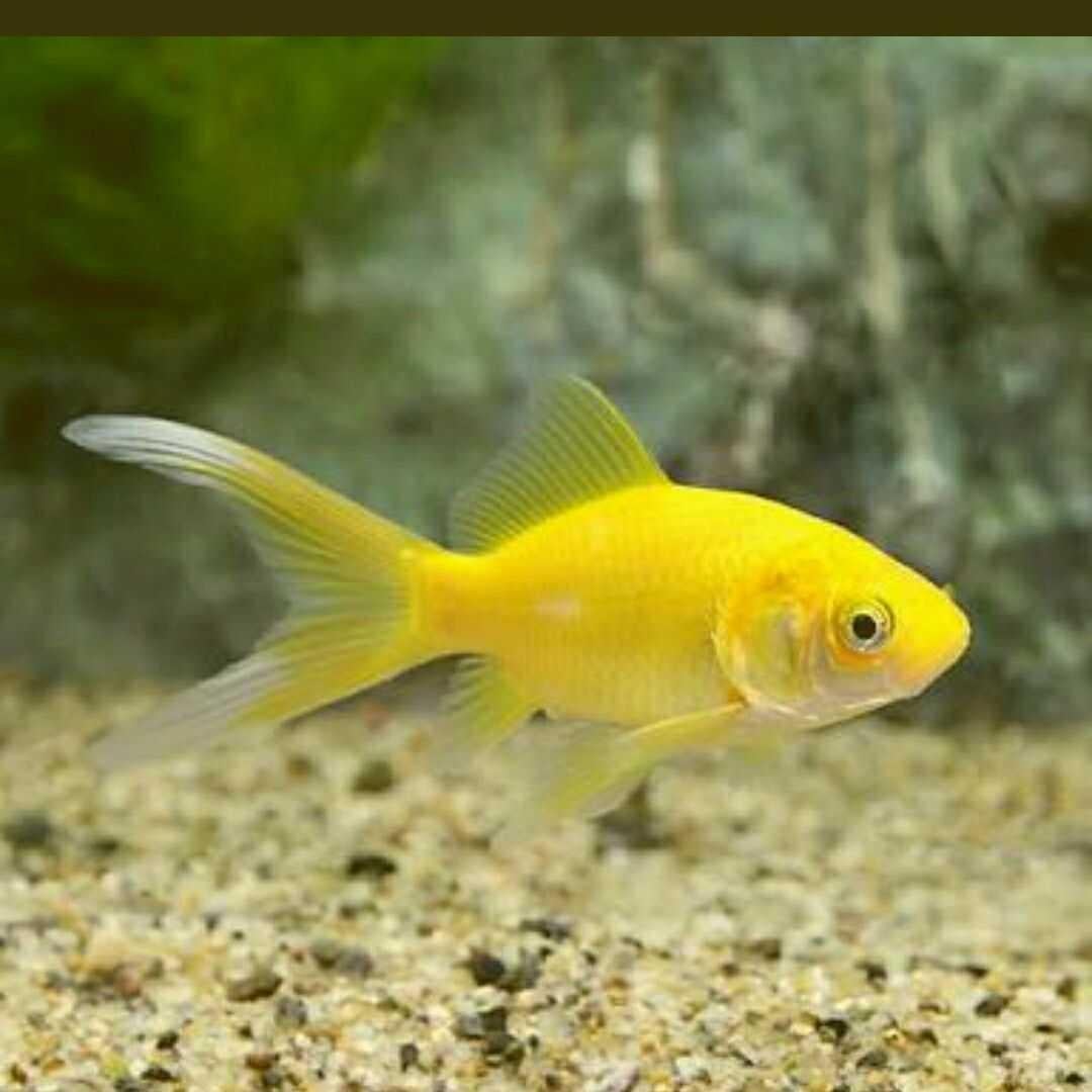 一輝
