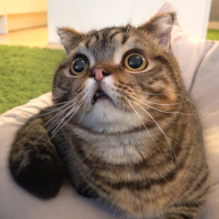dudu