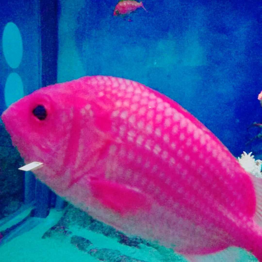 承太郎のトーク