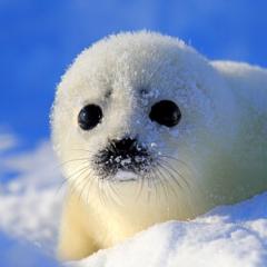 ゆーかのトーク