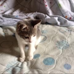 乃木坂大好きな人