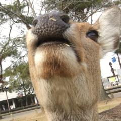 えりんぎぃ