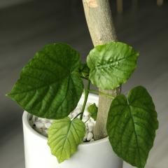 【観葉植物】育成記＠mi