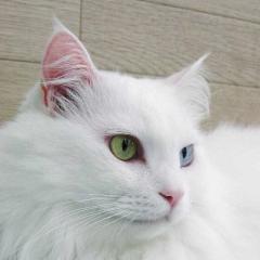みぃのトーク