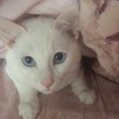 ラインハルトSAMAのトーク