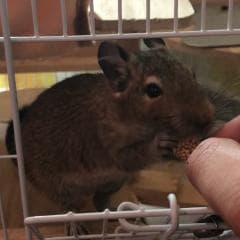きぃ吉日記〜ベタ慣れライフを目指して〜