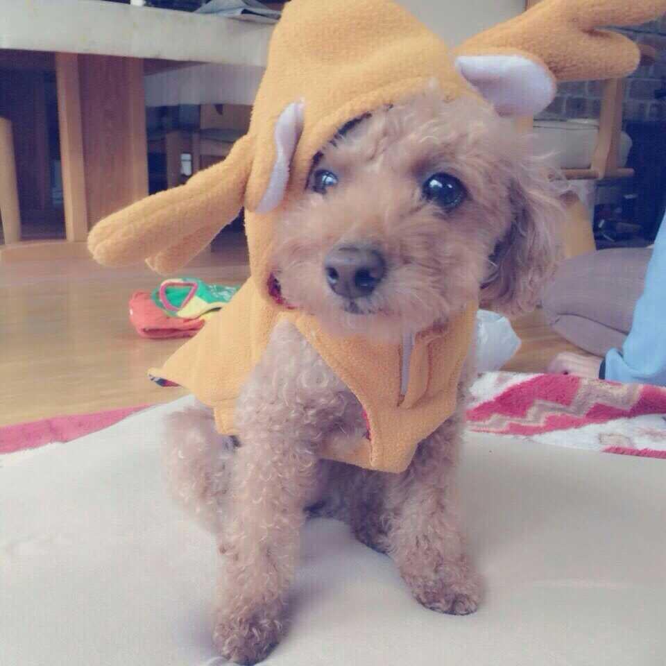 ぽんちゅん。