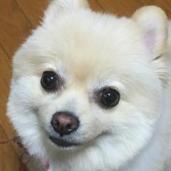 レモラーテ