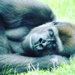 ホンソンと愉快な仲間たち