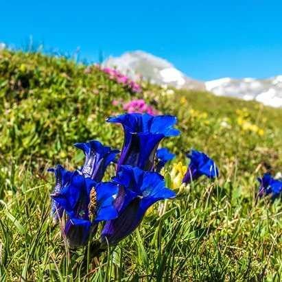 毒花のひとりごと。