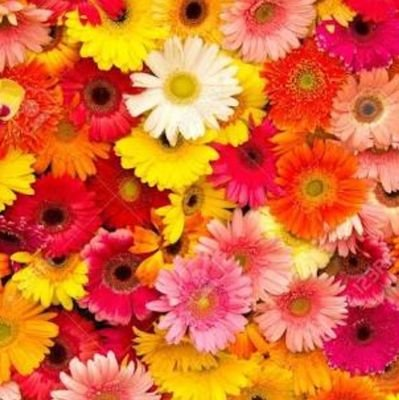 ゆきりん可愛い！いつか一緒に歌いたいな〜