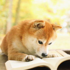 月に負け犬のトーク