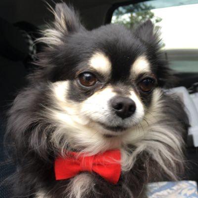 ウルトラの親父