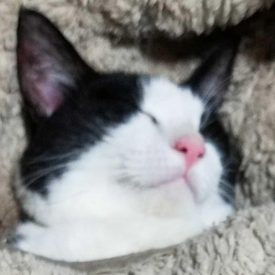 猫馬鹿写メ。あっ💕あやぁ❤いやいや💖