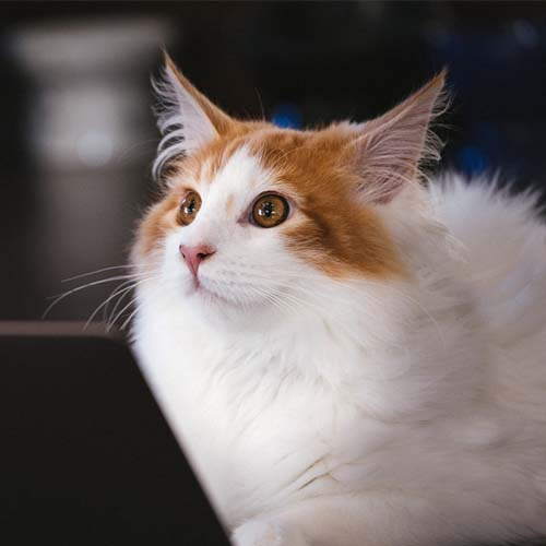 おもしろメディア