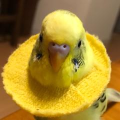 RotoMasaのトーク