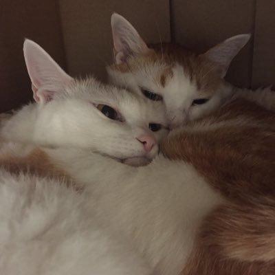 はるるーん