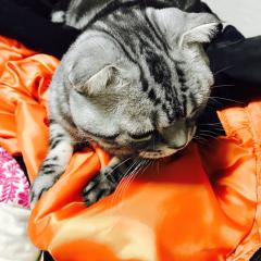 あさくら