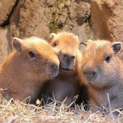 しおんのトーク