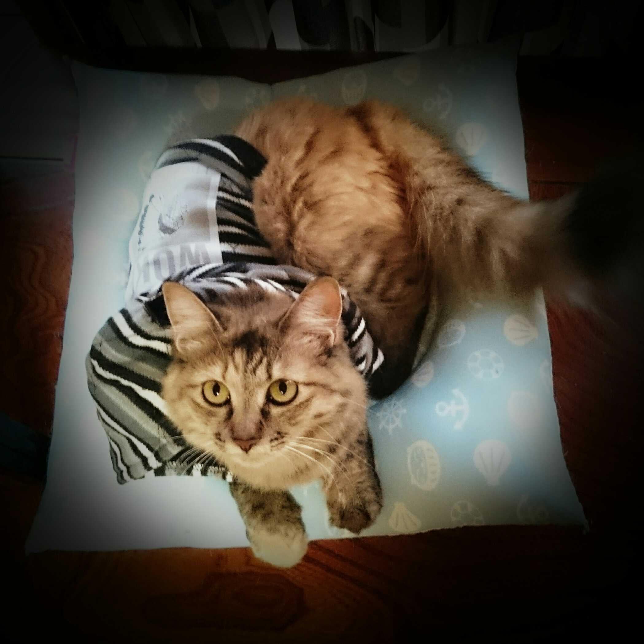 みなみょんのトーク