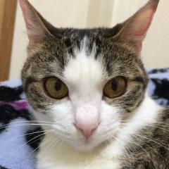 ともちぃ@創作考え中