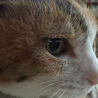 木村良成