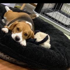 べーやんのトーク