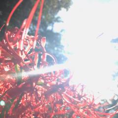 竹の花トラベルのトーク