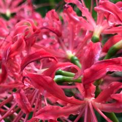 竹の花トラベル