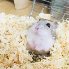 ハムスタグラム