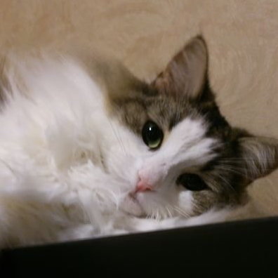 くろば