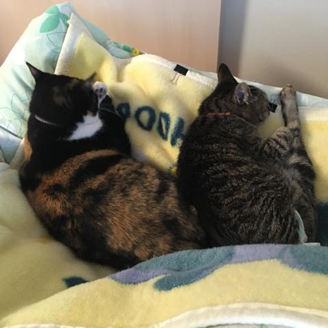 ながの
