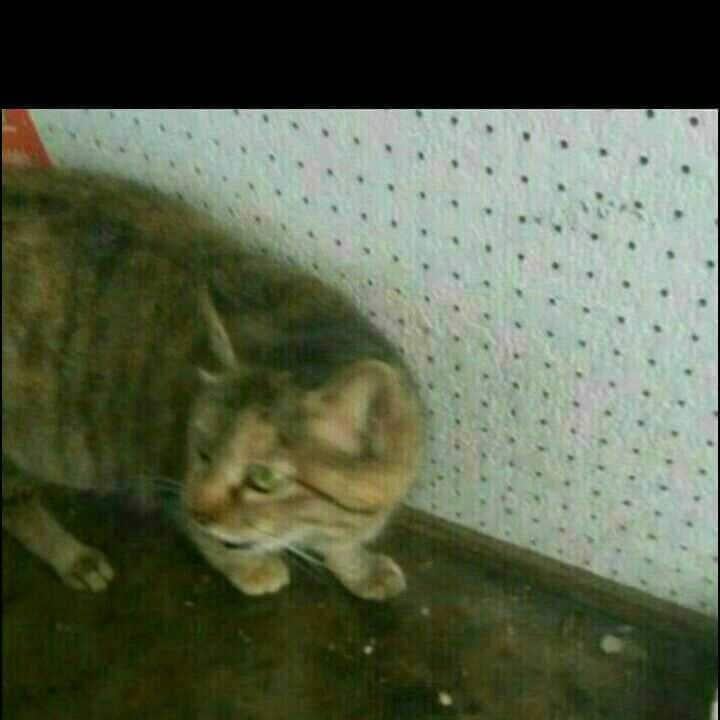 しげはげ