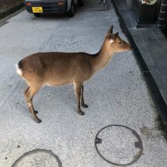 とし