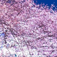 どらごネル