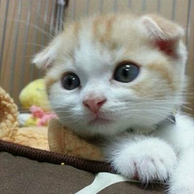 ミッチー