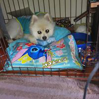 Shougo Muramatsuのトーク