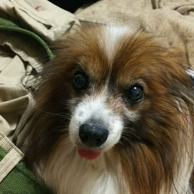 ささやん