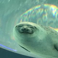 こうきのトーク