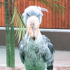 暇ーっ♡てな部屋(ฅ'ω'ฅ)♪