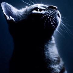 ねこなべのトーク