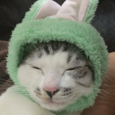 もみじ