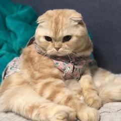 服好きのねこ
