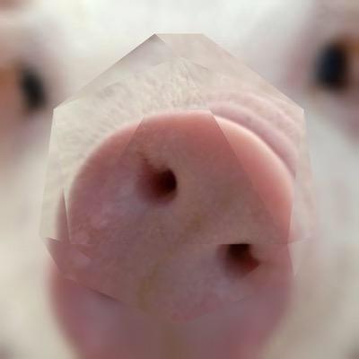 snowballのトーク